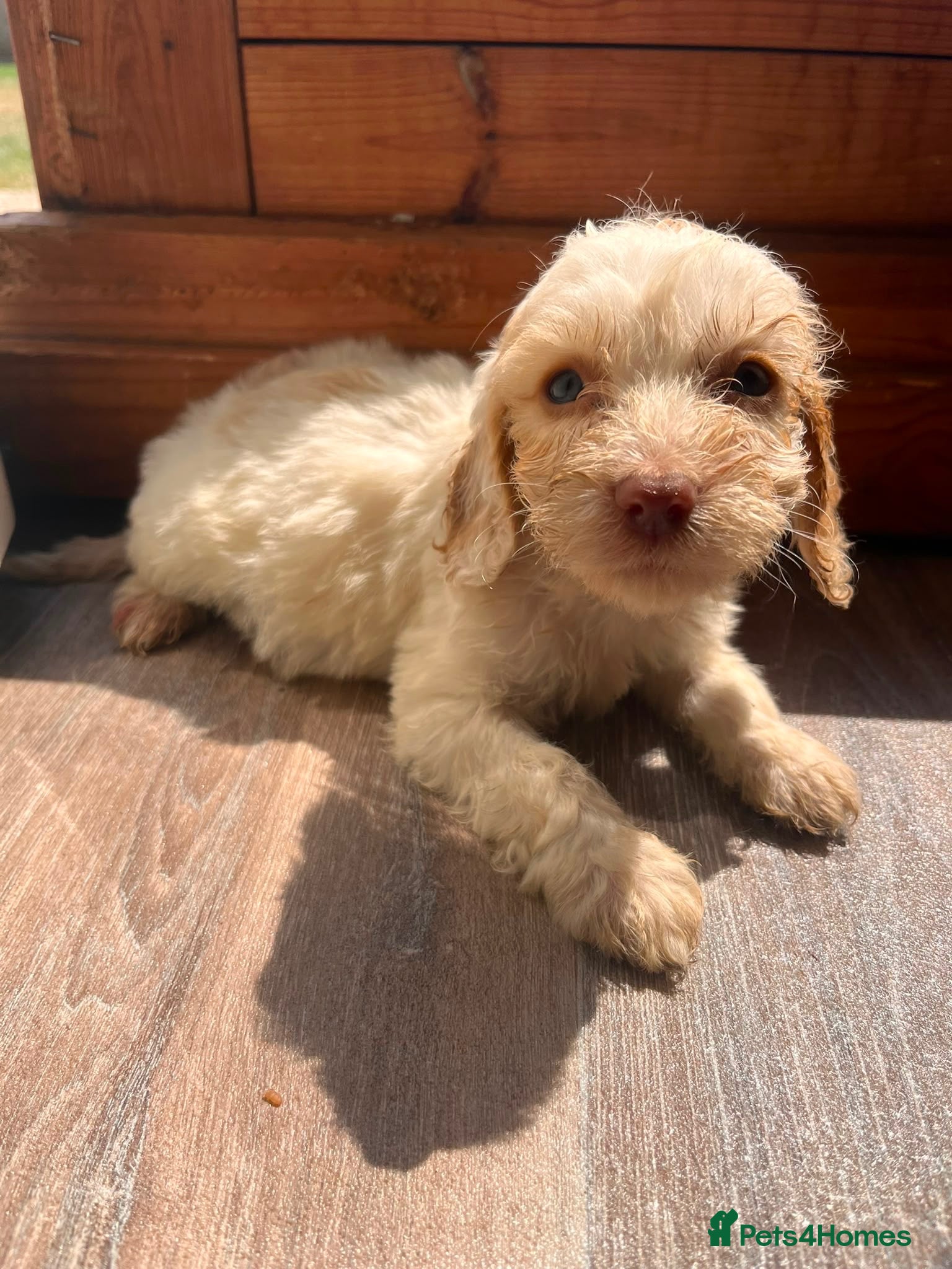 Cockapoo dogs BEAUTIFUL COCKAPOO PUPPIES READY NOW - Advert 9