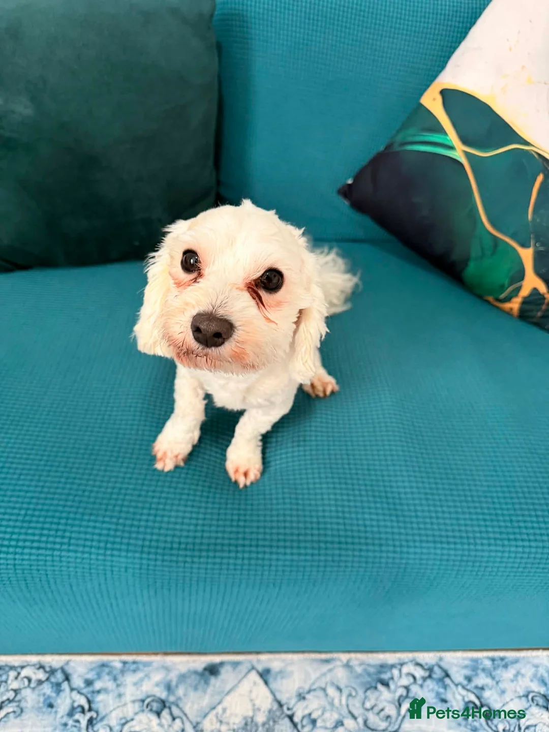 Bichon Frise dogs for sale: Selling my lovely Arcil Max Bichon - Advert 1