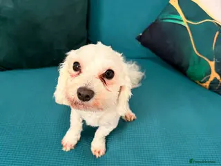 Bichon Frise dogs Selling my lovely Arcil Max Bichon - Advert 2