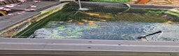 Koi Carp fish for sale: Complete set up including the koi - Advert 2