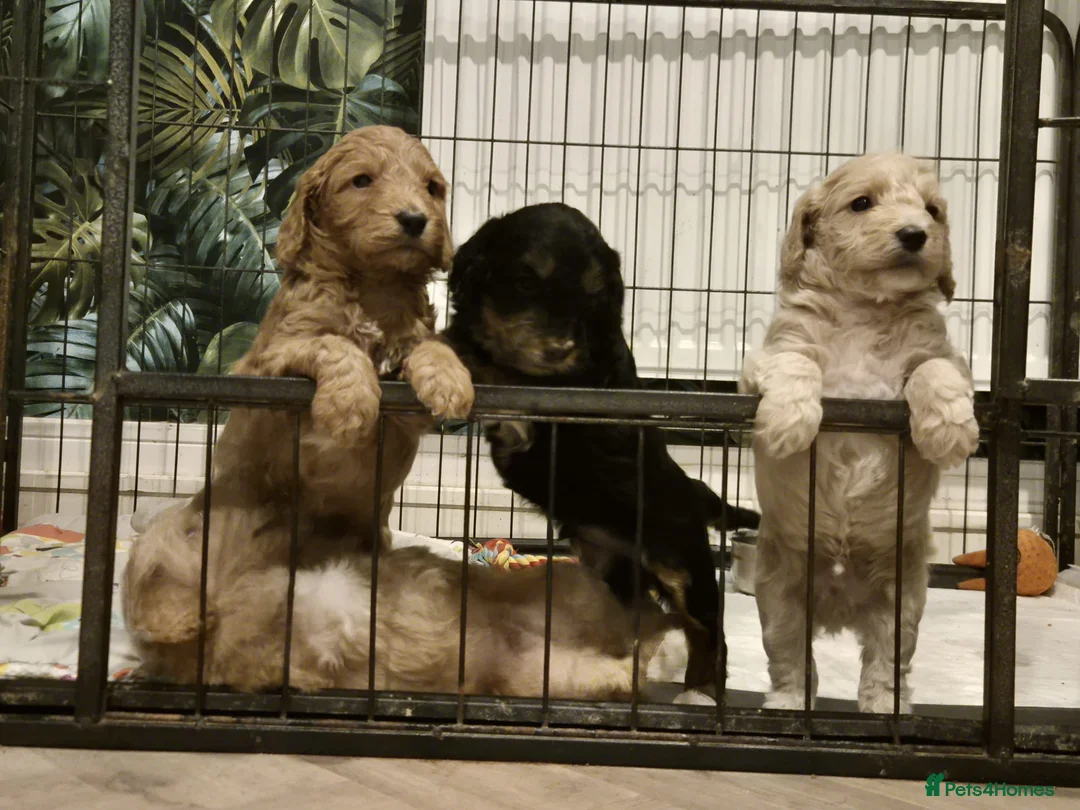 Cockapoo dogs for sale: F1 Stunning coloured cockerpoos - Advert 1