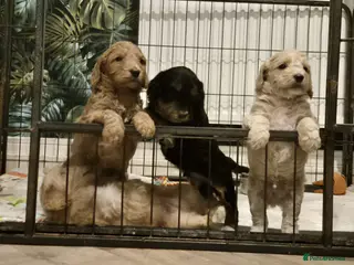 Cockapoo dogs F1 Stunning coloured cockerpoos - Advert 4