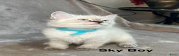 Ragdoll cats for sale: 😻Pure Ragdoll Kittens looking for loving home ❤️ - Advert 27