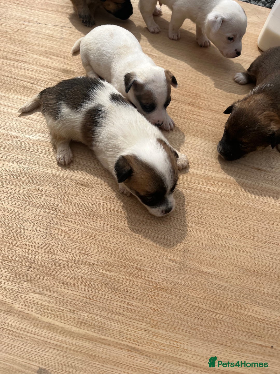 Mixed Breed dogs for sale: Chihuahua and Jack Russell mix puppies - Image 12