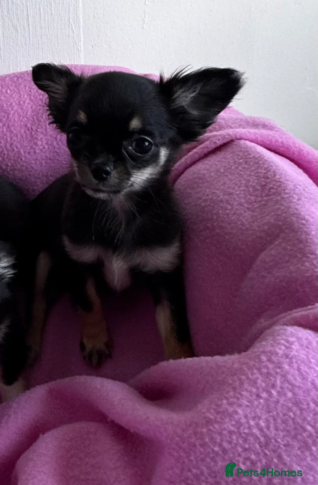 Chihuahua dogs for sale: KC reg Long hair tiny chihuahua for sale  - Advert 10