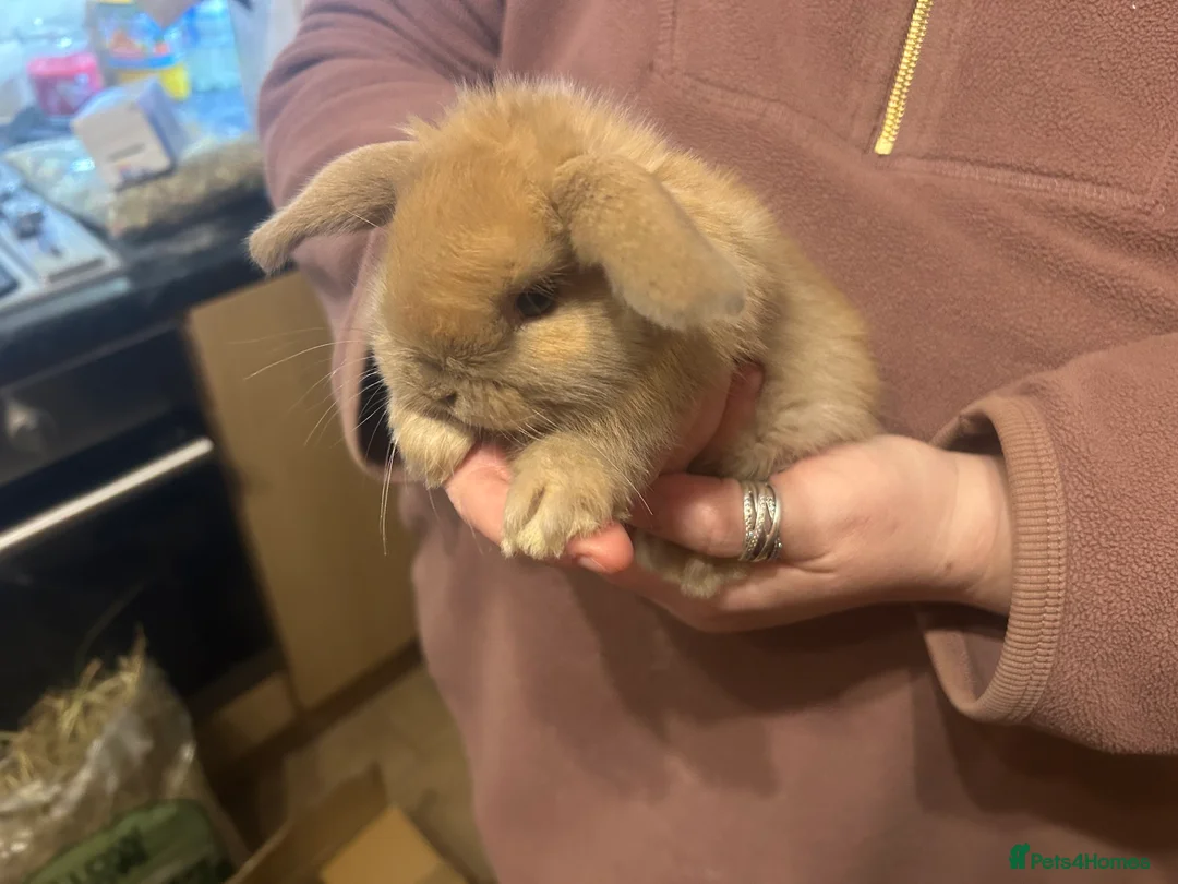 Mini Lion Lop rabbits for sale: Baby’s rabbits for sale  in Dewsbury - Advert 11