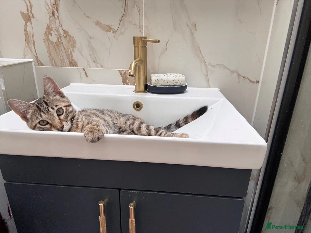 Bengal cats for sale: Beautiful Bengal Girl (please read description)  - Advert 7