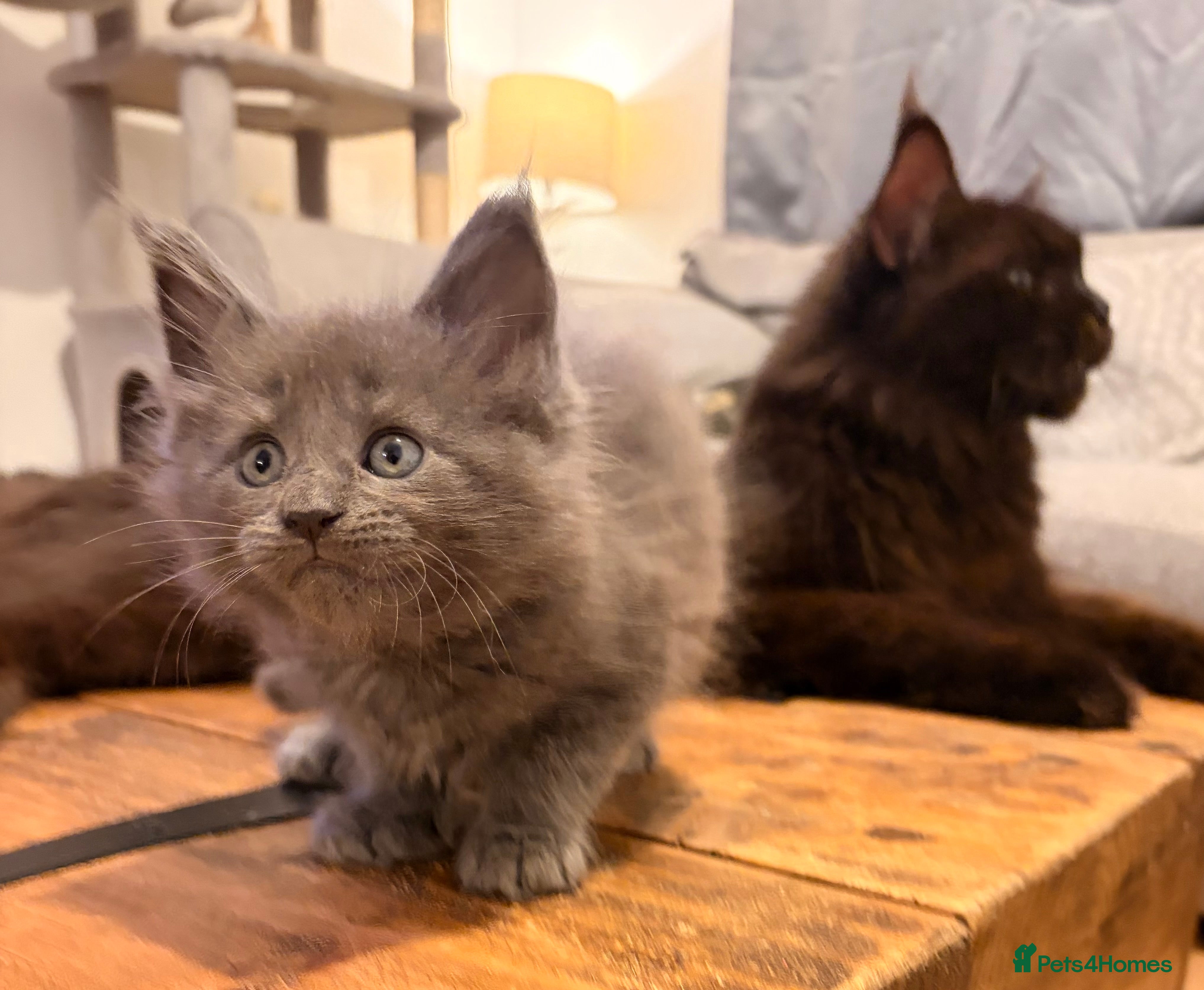 Maine Coon cats Halloween babies 🎃🐈‍⬛ 2 girls left - Advert 1