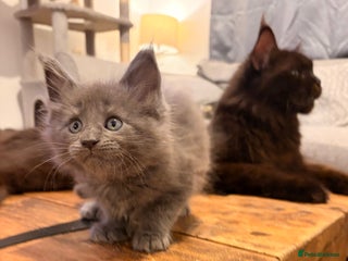 Maine Coon cats Halloween babies 🎃🐈⬛ 2 girls left - Advert 10