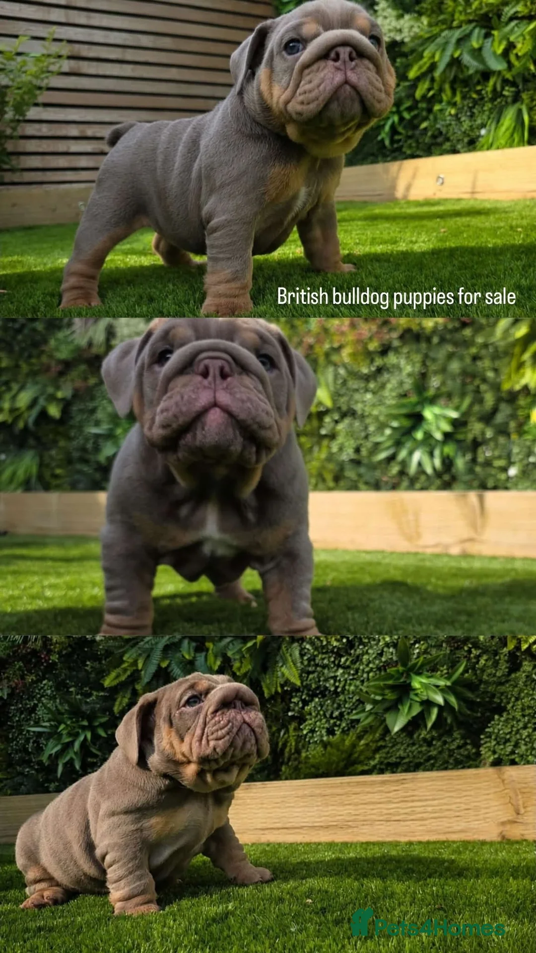 English Bulldog dogs for sale: Kc registered British bulldog puppies lilac & tan in Liverpool - Advert 1