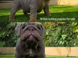 English Bulldog dogs Kc registered British bulldog puppies lilac & tan - Advert 2