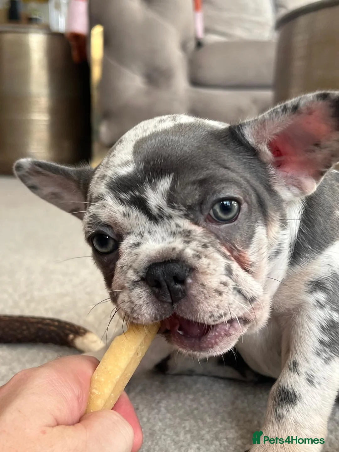 French Bulldog dogs for sale: x1 GIRL LEFT! RARE PURE BLUE MERLE TAN PUPPIES  - Advert 24