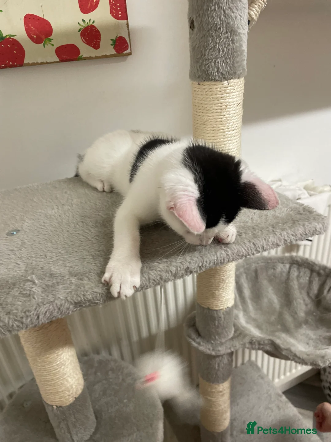 Mixed Breed cats for sale: kitten in Manchester - Advert 4