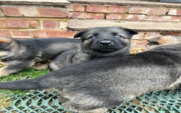 German Shepherd dogs for sale: Chunky GSD puppies from health tested parents  - Image 5