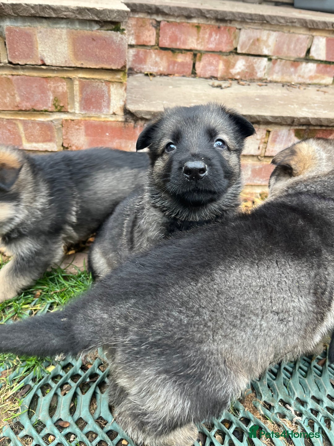 German Shepherd dogs for sale: Chunky GSD puppies from health tested parents  - Image 5