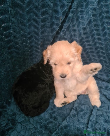 Labradoodle dogs ⭐Sweet, Curly Multigen Mini Labradoodles ❣️💫 - Advert 8