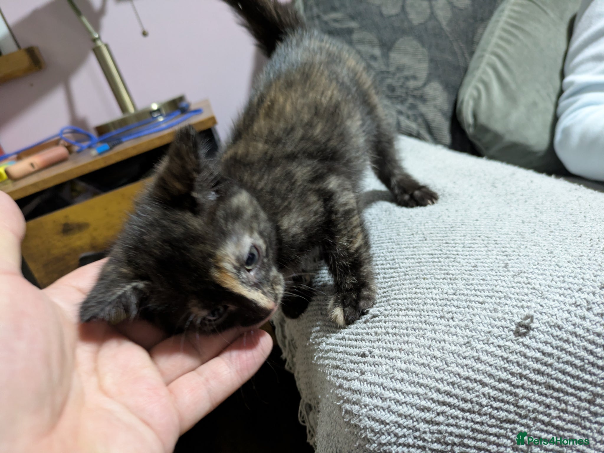 Mixed Breed cats for sale: Adorable kittens  - Advert 5