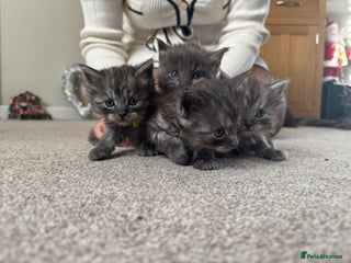 Ragcoon cats BEAUTIFUL RAGCOONS - Advert 1