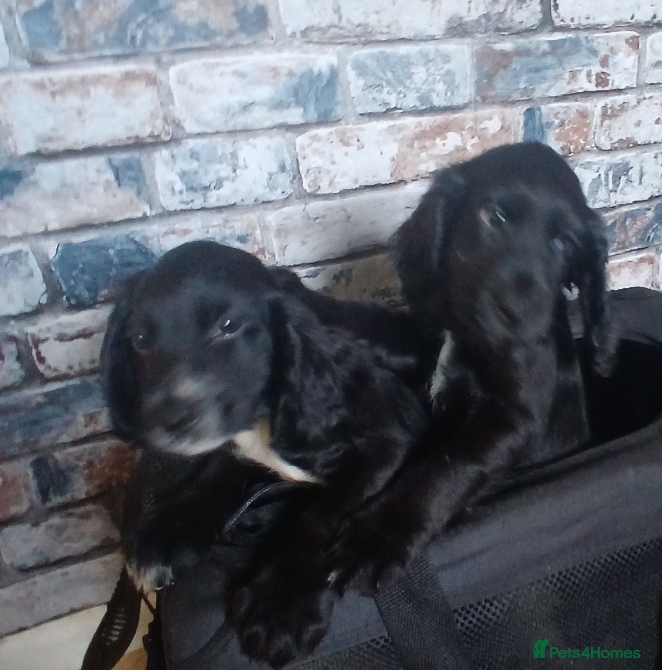 Cocker Spaniel dogs Black and white boys ready to leave  - Advert 16