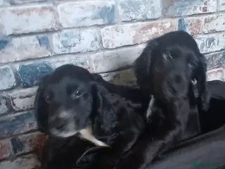 Cocker Spaniel dogs Black and white boys ready to leave - Advert 16