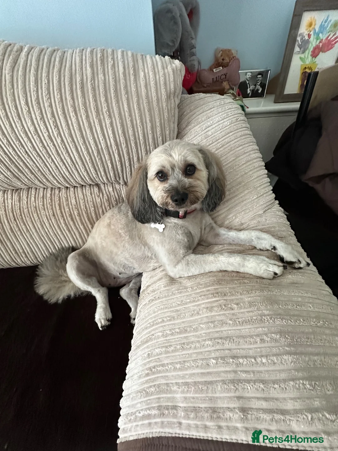 Mixed Breed dogs for sale: 2 year old Shipoo looking for a loving home - Advert 7