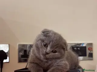 British Shorthair cats British shorthair kittens ready for new home - Advert 1