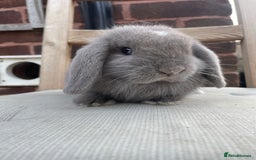 Mini Lop rabbits for sale: Beautiful blue eyed mini lops ready to leave now  - Image 6