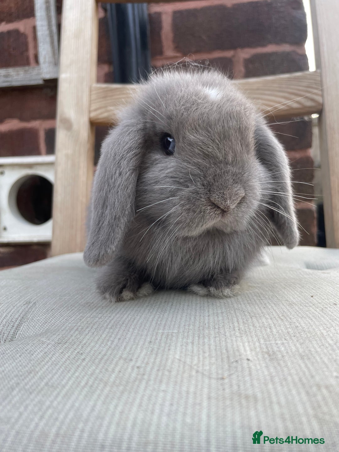 Mini Lop rabbits for sale: Beautiful blue eyed mini lops ready to leave now  - Image 6