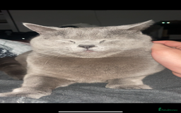 British Shorthair cats for sale: British shorthair  - Image 1