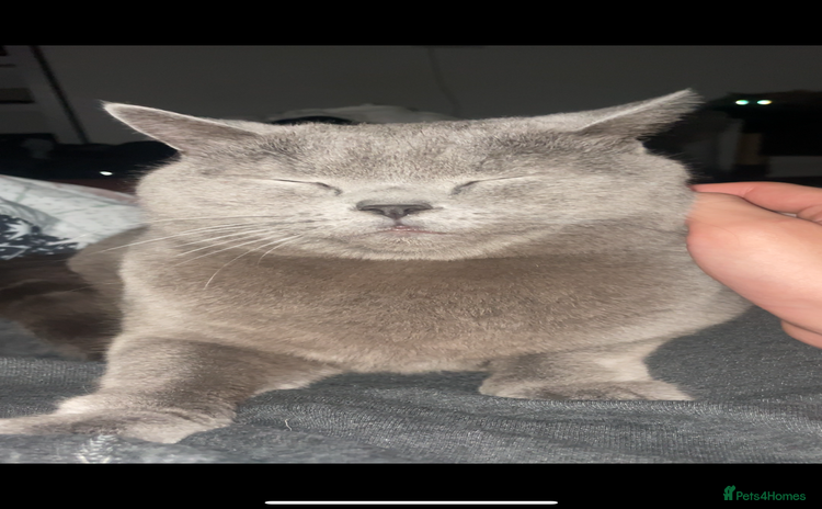 British Shorthair cats - Advert 1