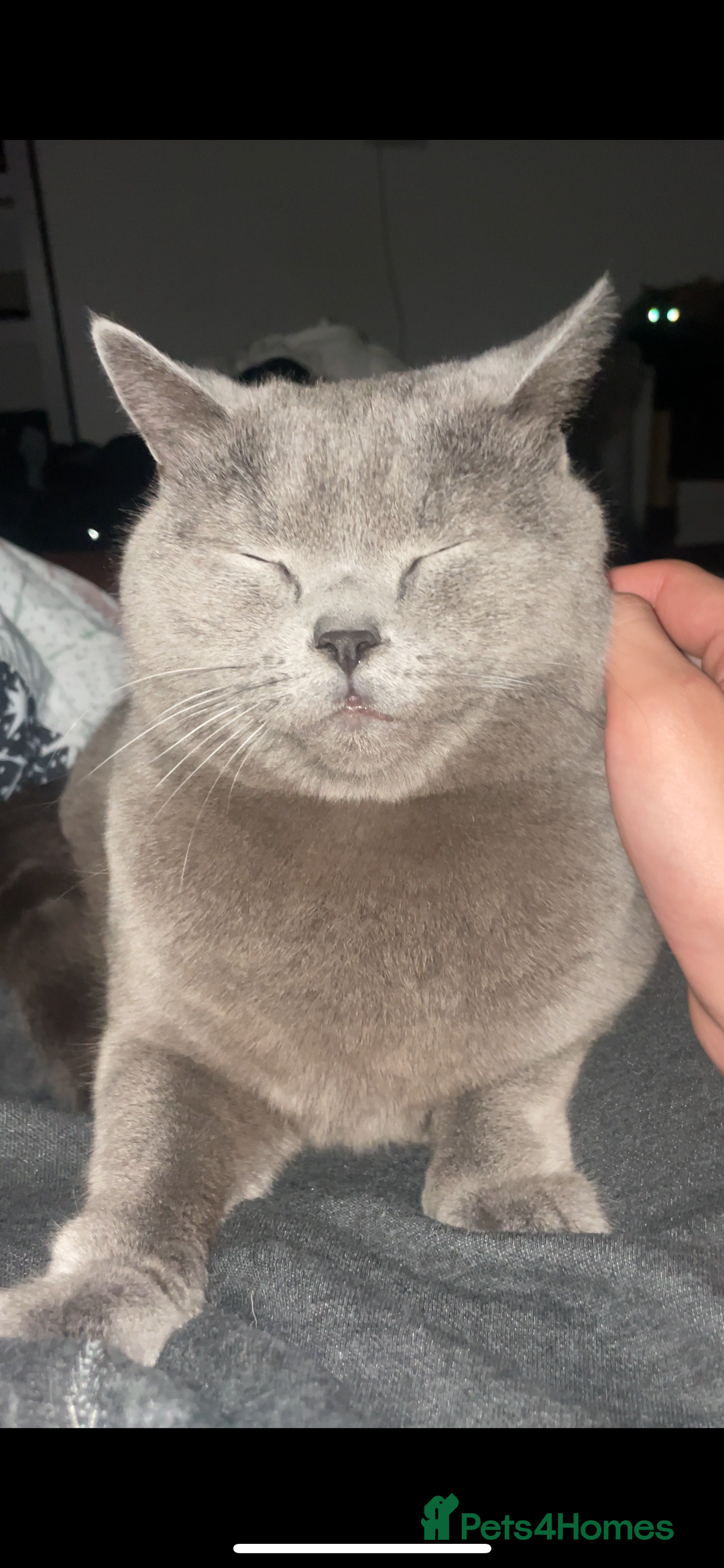 British Shorthair cats for sale: British shorthair  - Image 1