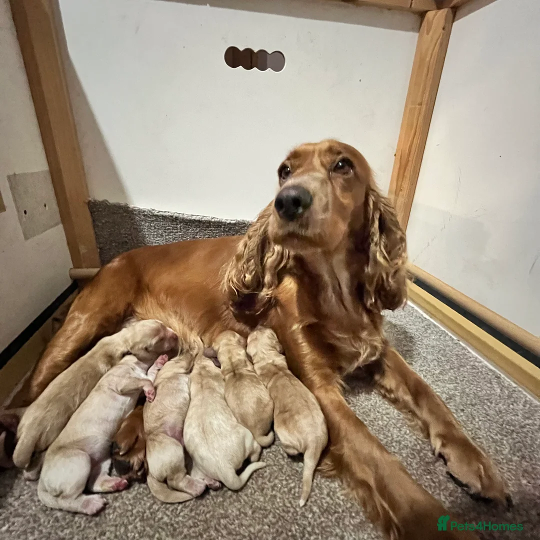 Cocker Spaniel dogs for sale: Beautiful Golden Cocker Spaniel Puppies for Sale - Advert 10