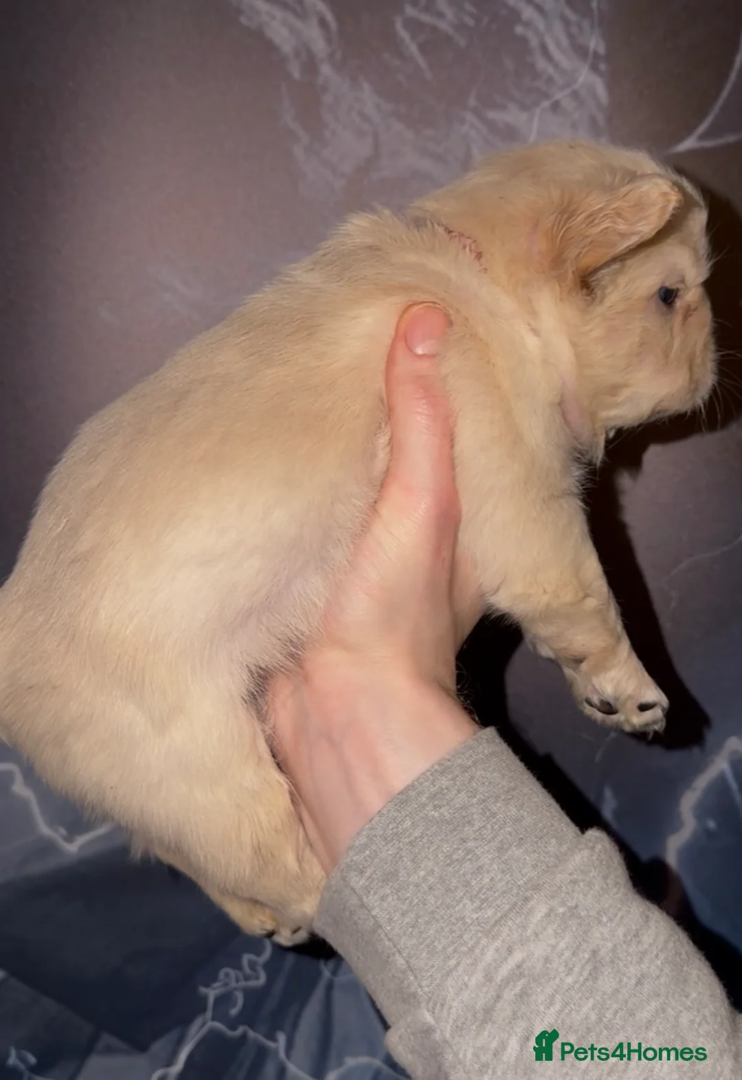 French Bulldog dogs for sale: Top quality fluffy Frenchbulldogs - Advert 6