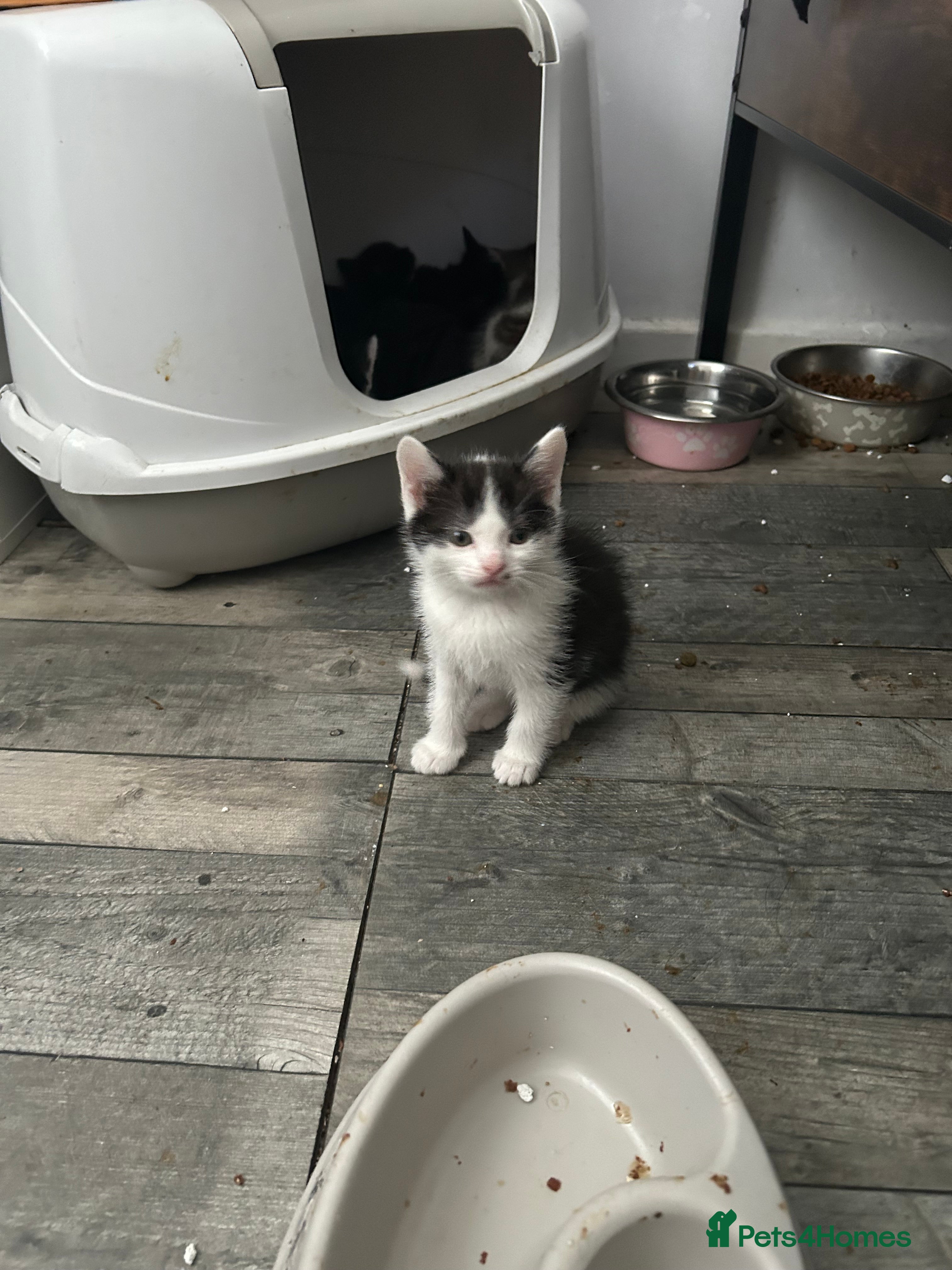 Mixed Breed cats Kittens will be ready 17th of May  - Advert 2