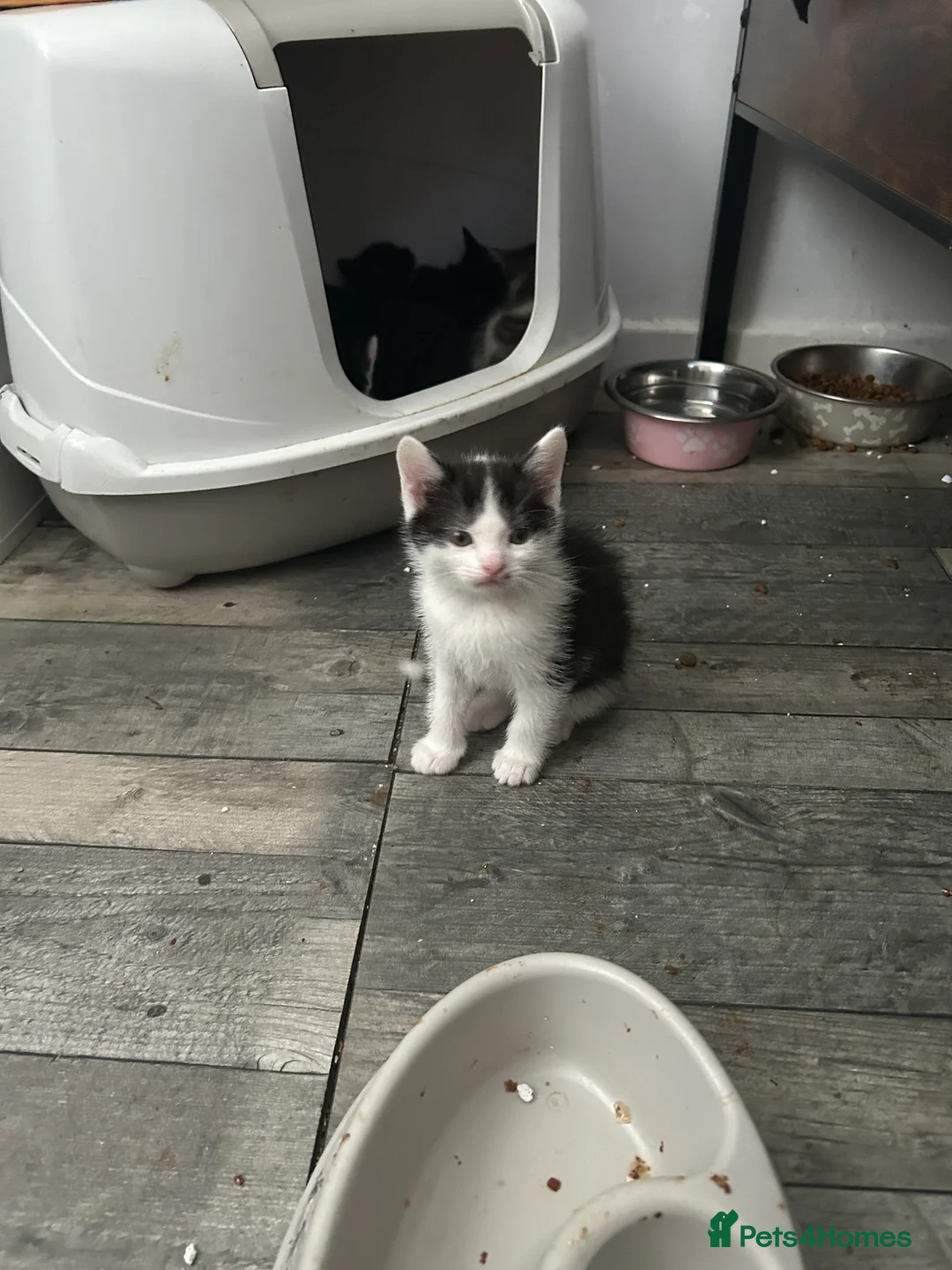 Mixed Breed cats for sale: Kittens will be ready 17th of May  - Advert 2