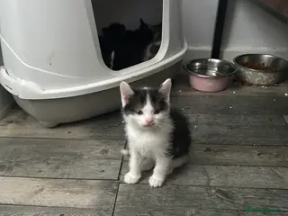 Mixed Breed cats Kittens will be ready 17th of May - Advert 2
