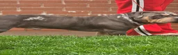 American Bully dogs for stud: THOR – ABKC Pocket American Bully | Proven Stud - Advert 6