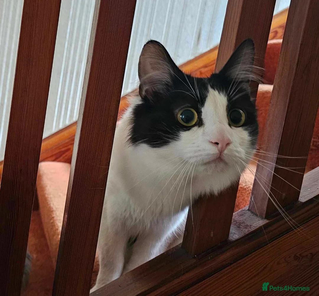 Mixed Breed cats for sale: 3 beautiful male cats - Advert 3