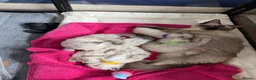 Ragdoll cats for sale: 5 ragdoll kittens - Advert 26