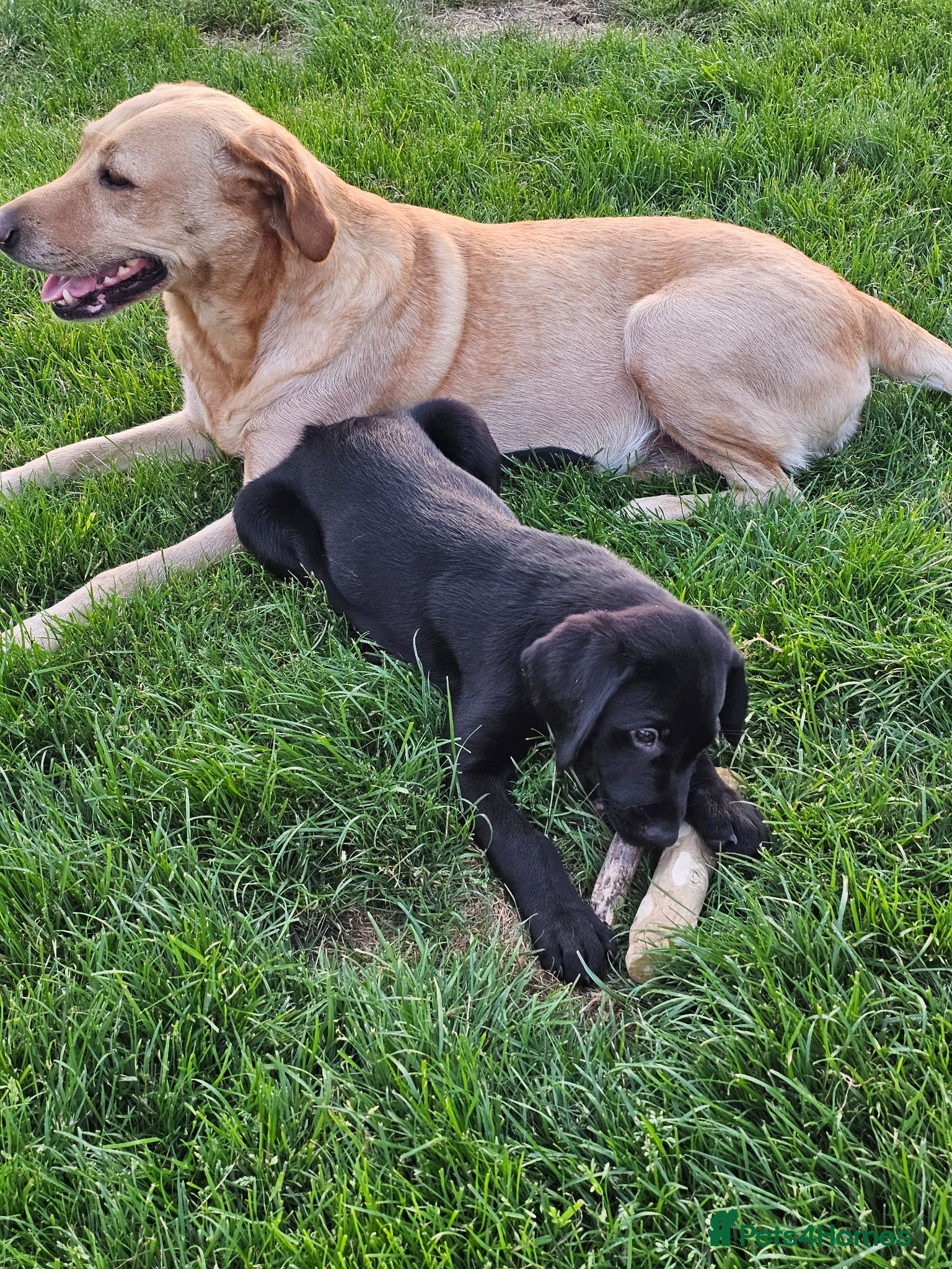 Labrador Retriever dogs Beautiful black lab boy puppy - Advert 1
