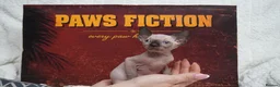 Sphynx cats for sale: Blanket Loving Canadian Sphynx in Manchester - Advert 13
