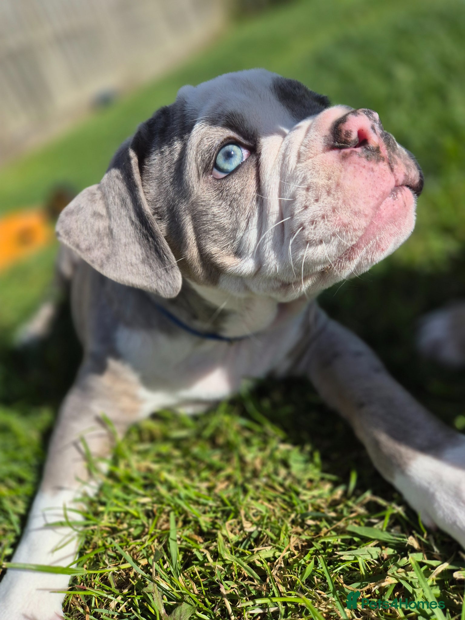 Olde English Bulldogge dogs Olde English Bulldogge puppies - Advert 3