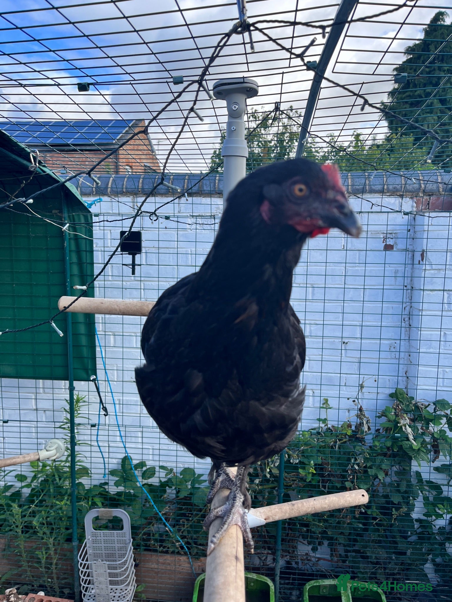 Chickens poultry 2 Maran Chickens (must leave as a pair) - Advert 2