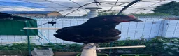 Chickens poultry for sale: 2 Maran Chickens (must leave as a pair) in Nottingham - Advert 2