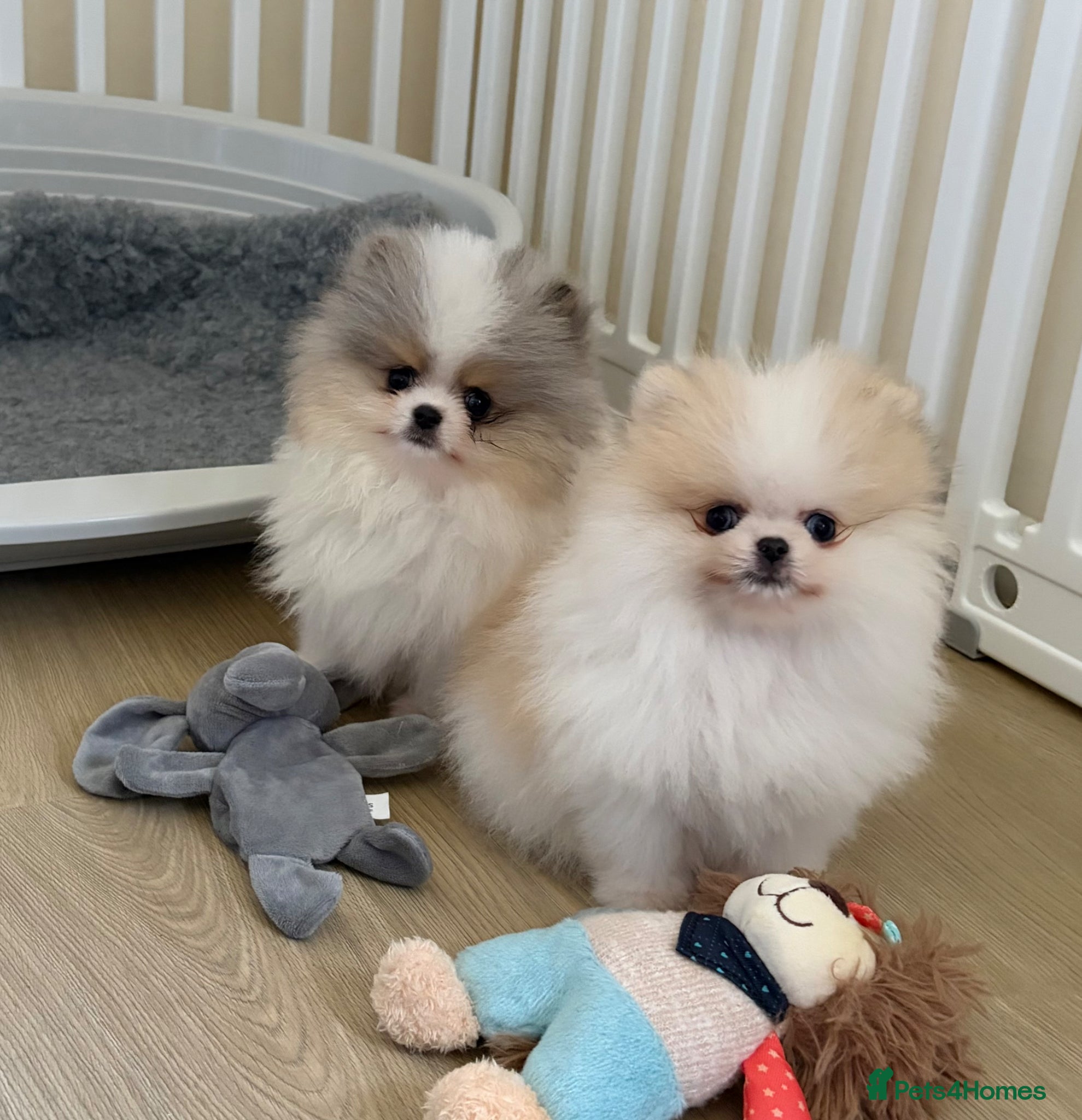 Pomeranian dogs Pomeranian Puppies  - Advert 1