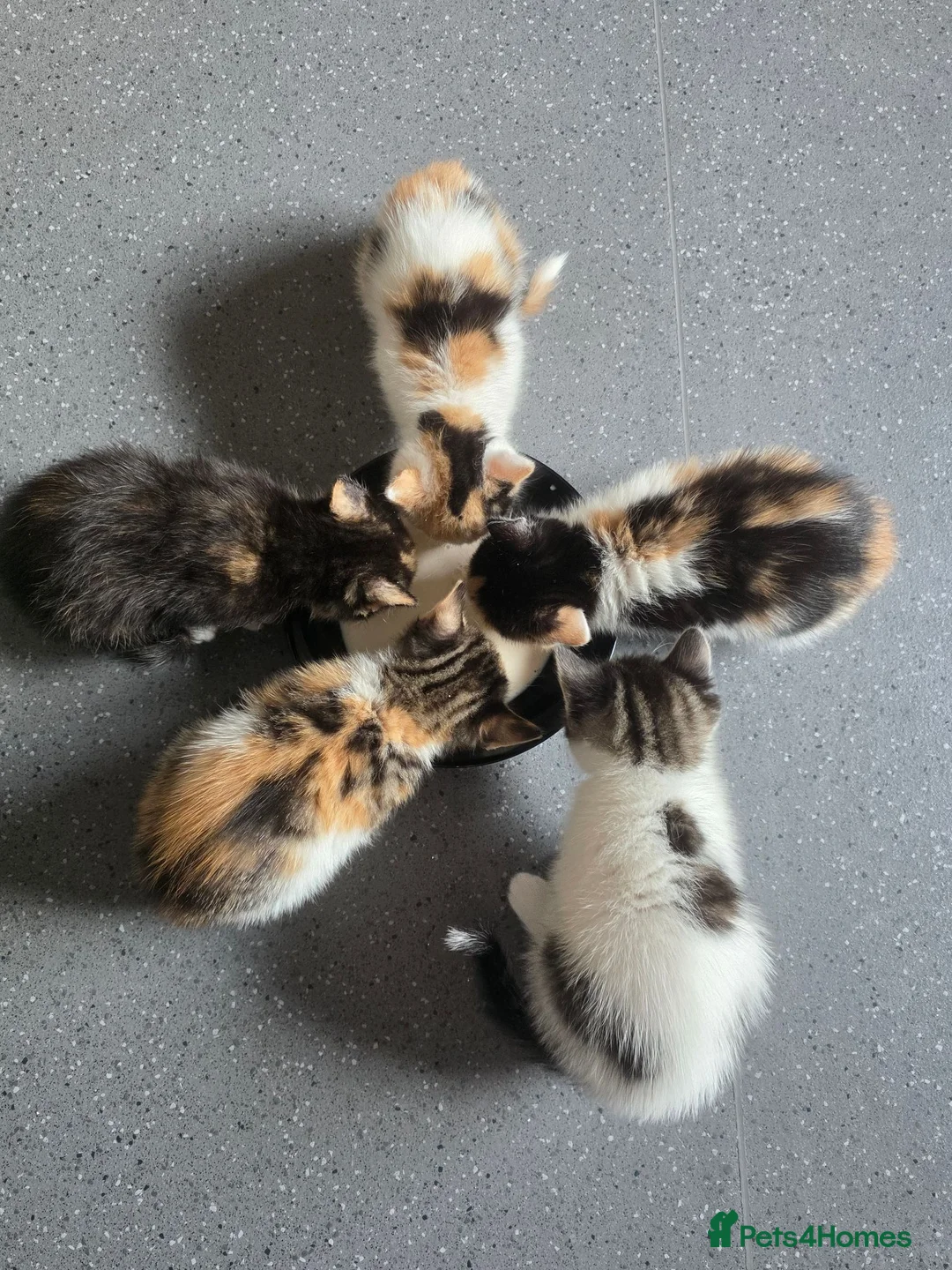 Bengal cats for sale: 3 beautiful kittens in Southampton - Advert 5