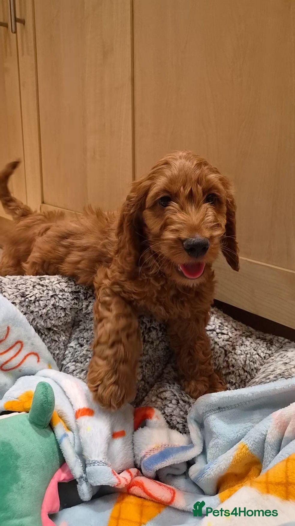Cavapoo dogs Gorgeous Cavapoo puppies - Advert 16