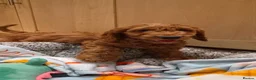 Cavapoo dogs for sale: 1 Gorgeous Cavapoo puppy remaining F1 - Advert 1