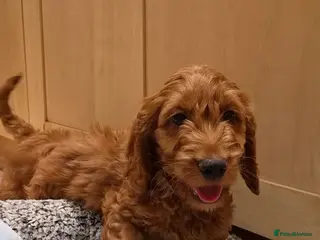 Cavapoo dogs Gorgeous Cavapoo puppies F1 - Advert 7