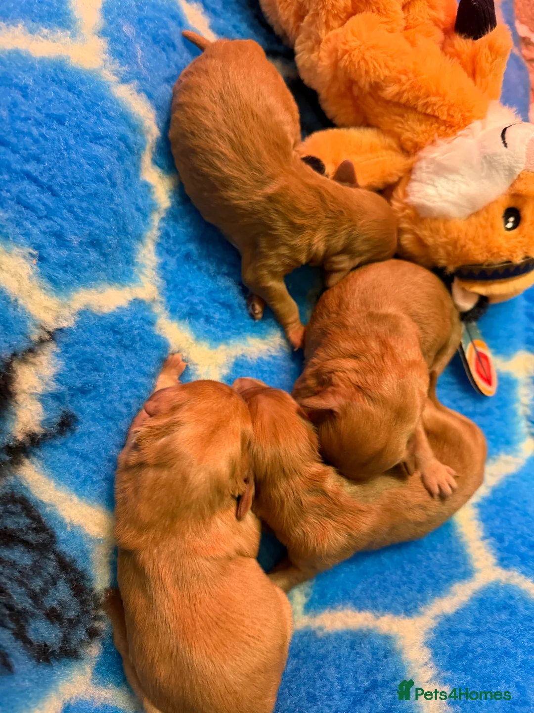 Mini Goldendoodle dogs for sale: Extensively health tested F1 goldendoodle puppies  - Advert 20